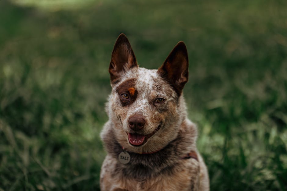 寵物善終：給予愛寵最後的溫暖與尊重